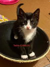 adoptable Cat in batavia, NY named Foster Teddy