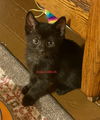 adoptable Cat in Batavia, NY named Foster Ernie
