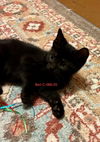 adoptable Cat in Batavia, NY named Foster Bert