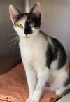 adoptable Cat in Batavia, NY named Willow