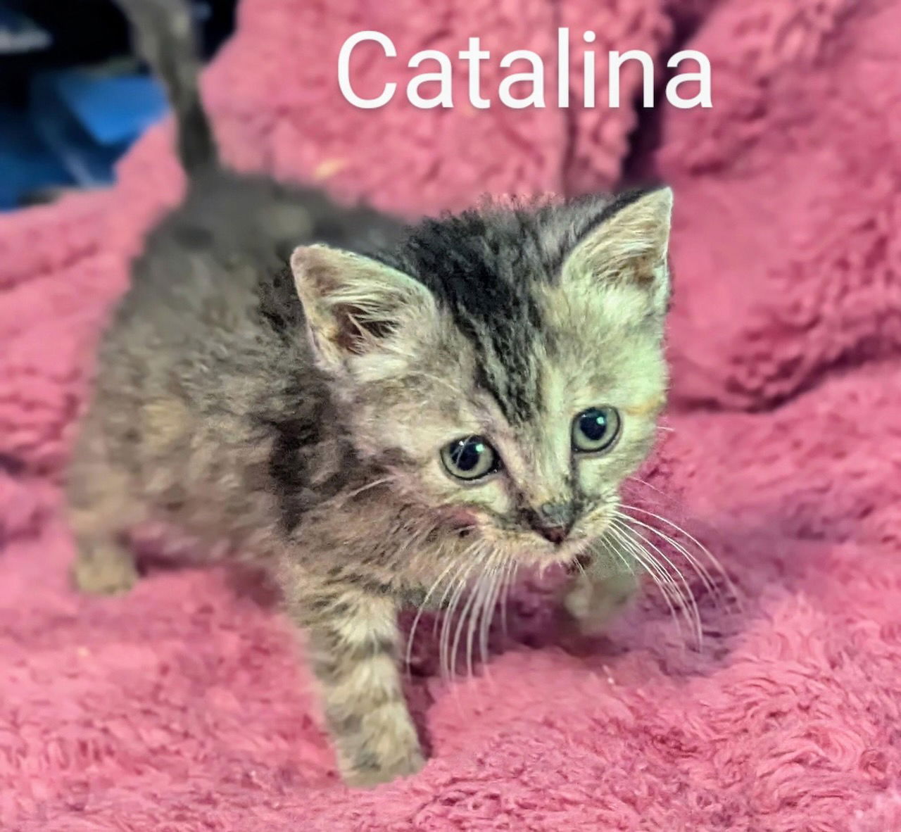 adoptable Cat in Batavia, NY named Foster Catalina