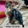 adoptable Cat in batavia, NY named Foster Kirby