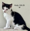 adoptable Cat in batavia, NY named Foster Kody