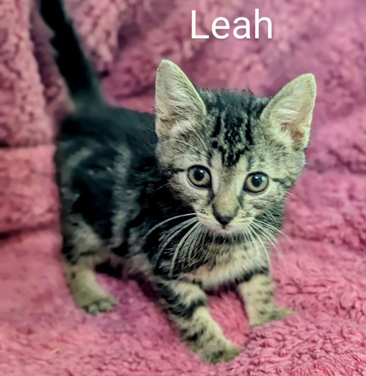 adoptable Cat in Batavia, NY named Foster Leah