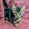 adoptable Cat in batavia, NY named Foster Leah