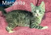 adoptable Cat in batavia, NY named Foster Margarita