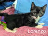 adoptable Cat in batavia, NY named Foster Lorenzo