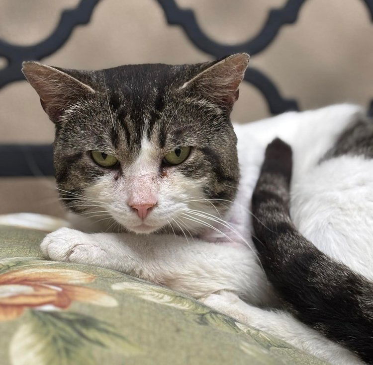 adoptable Cat in Batavia, NY named Cruiser