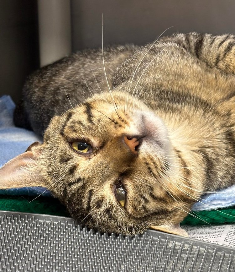 adoptable Cat in Batavia, NY named Cannoli