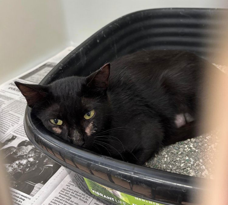 adoptable Cat in Batavia, NY named Cheeks - Barn Home Kitty
