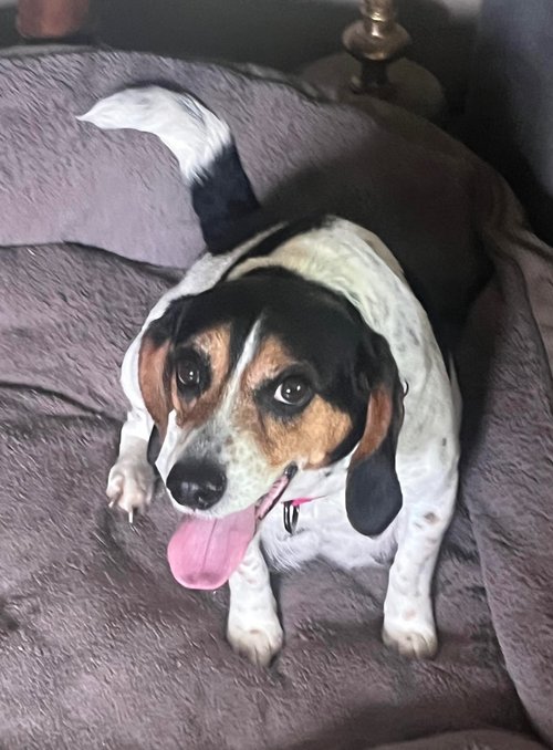 adoptable Dog in Batavia, NY named Rescue Sammy