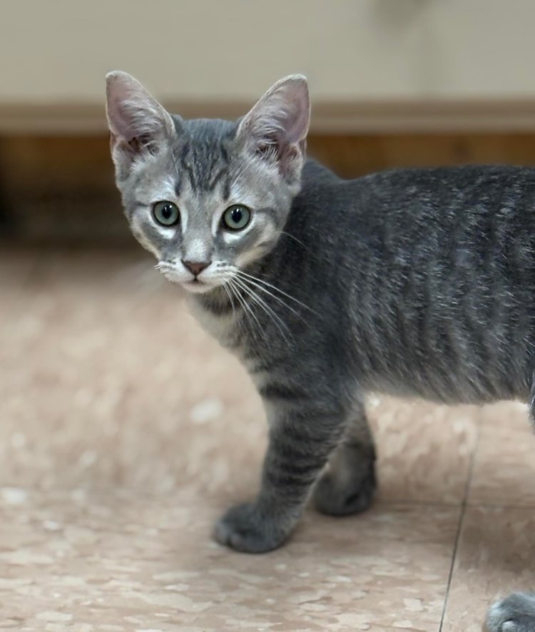 adoptable Cat in Batavia, NY named Twix