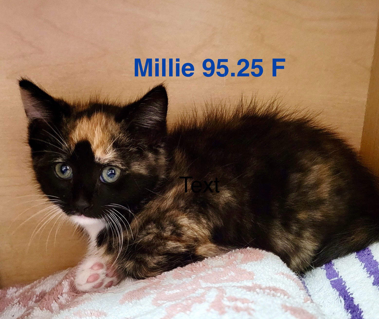 adoptable Cat in Batavia, NY named Foster Millie
