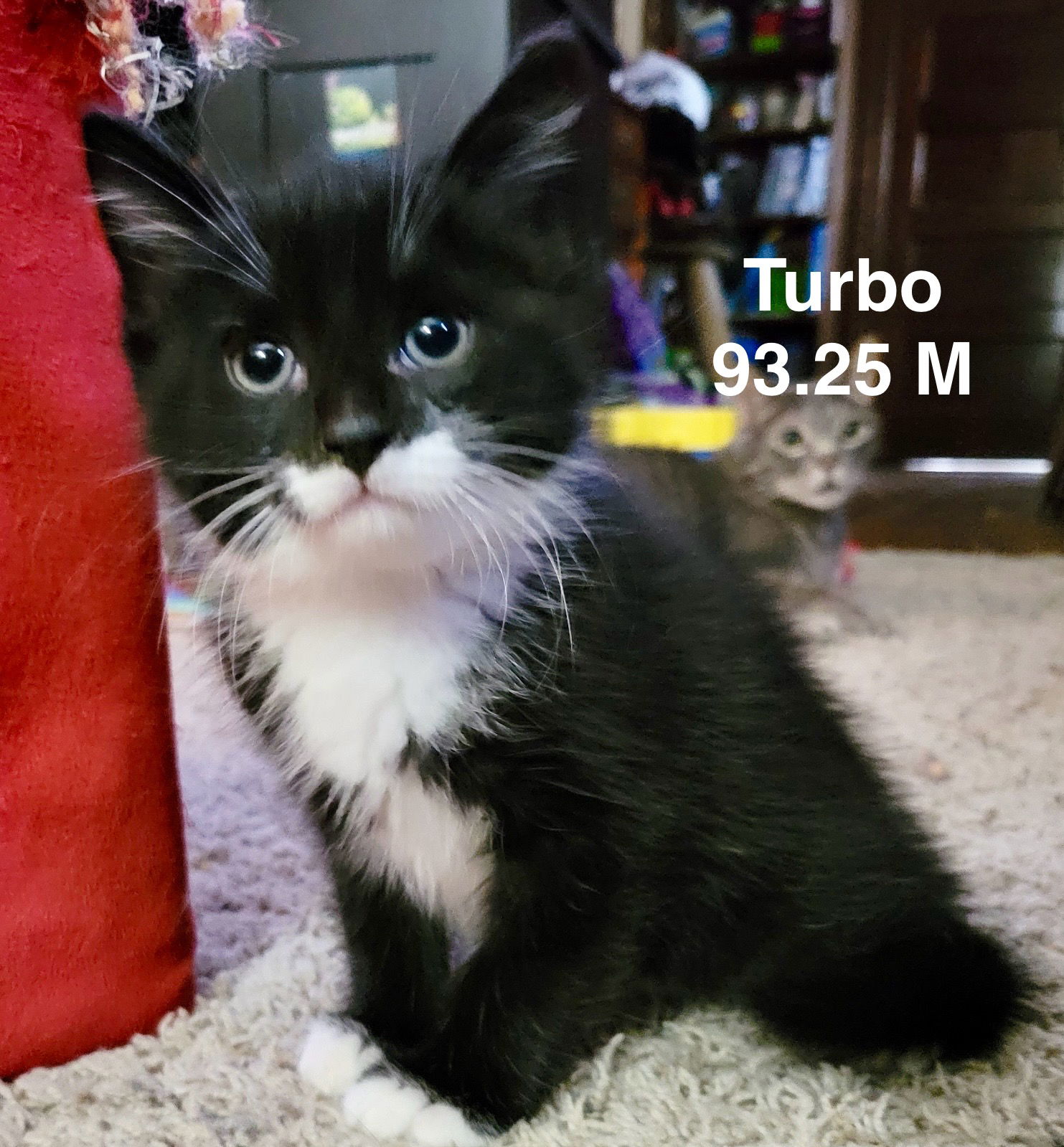 adoptable Cat in Batavia, NY named Foster Turbo