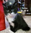 adoptable Cat in batavia, NY named Foster Turbo