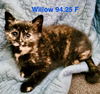 adoptable Cat in batavia, NY named Foster Willow II