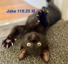 adoptable Cat in batavia, NY named Foster Jake