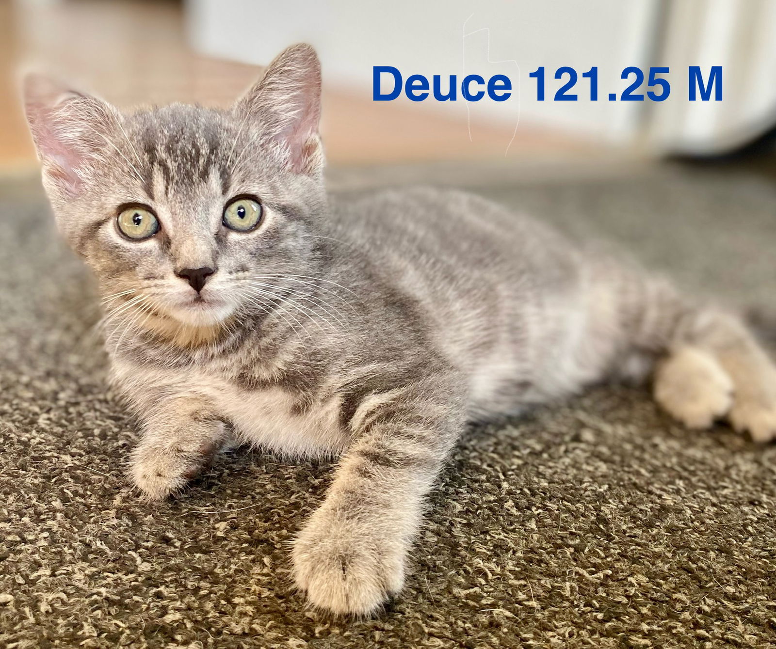 adoptable Cat in Batavia, NY named Foster Deuce