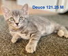 adoptable Cat in  named Foster Deuce