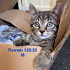 adoptable Cat in batavia, NY named Foster Roman