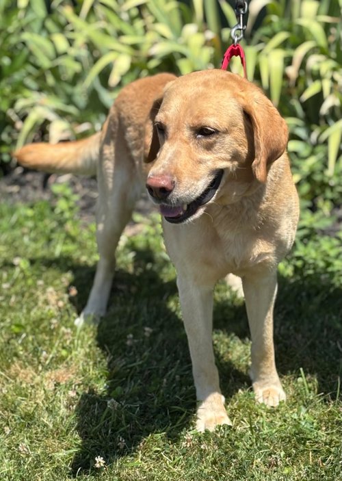 adoptable Dog in Batavia, NY named Rusty
