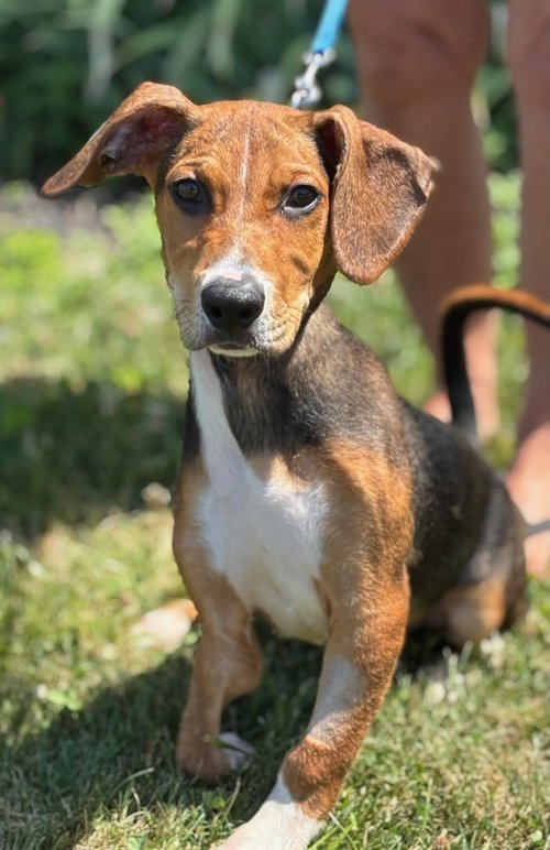 adoptable Dog in Batavia, NY named Rescue Joey