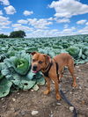 adoptable Dog in  named Curtis