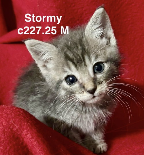 picture of the cat needing adoption