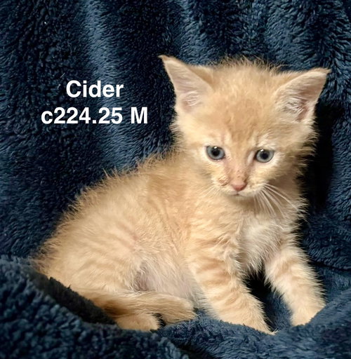 picture of the cat needing adoption