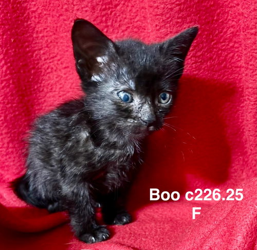 picture of the cat needing adoption