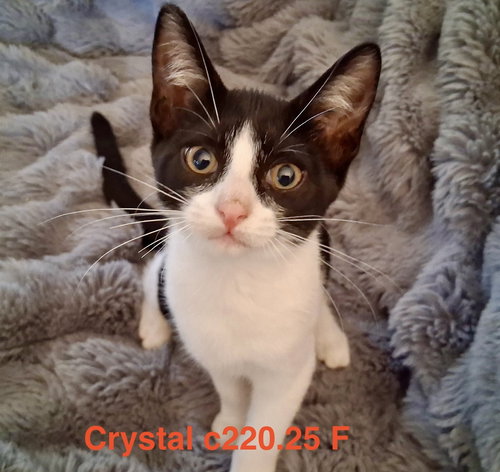picture of the cat needing adoption