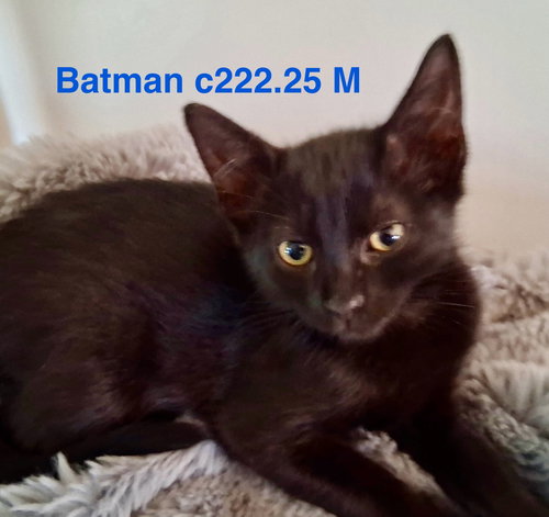 picture of the cat needing adoption