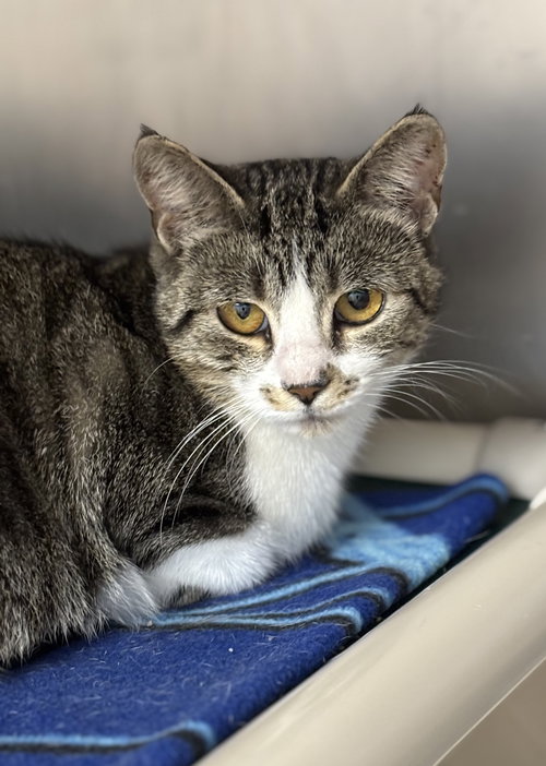 picture of the cat needing adoption