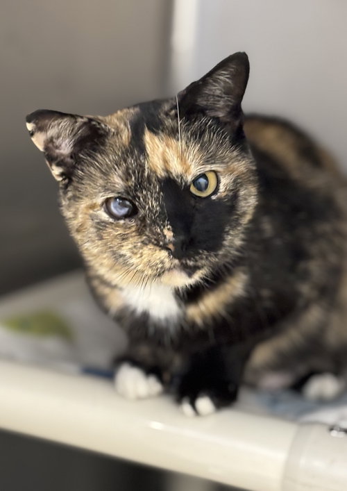 picture of the cat needing adoption