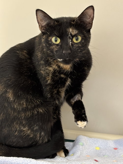 picture of the cat needing adoption