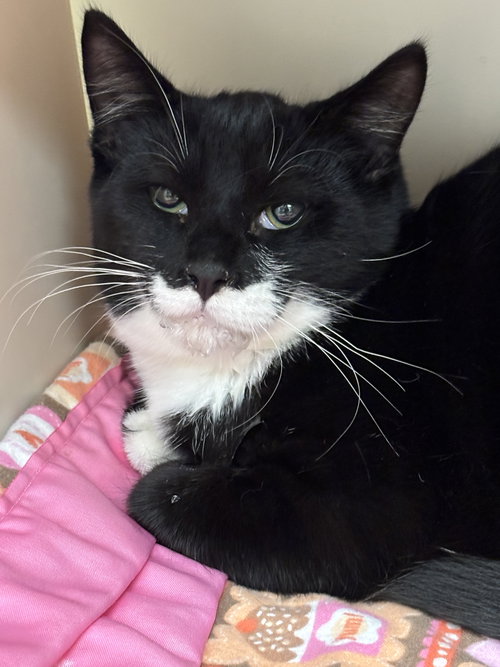picture of the cat needing adoption