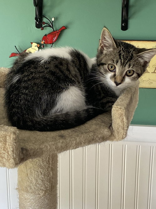 picture of the cat needing adoption