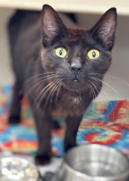 picture of the cat needing adoption
