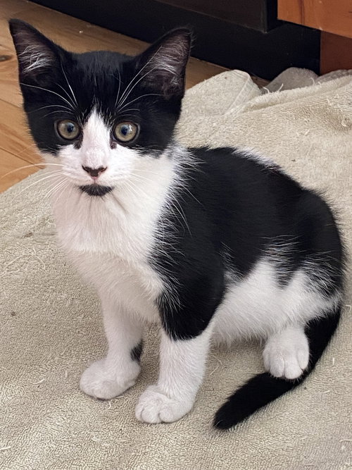 picture of the cat needing adoption