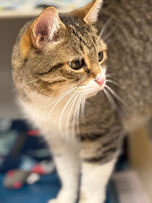 picture of the cat needing adoption