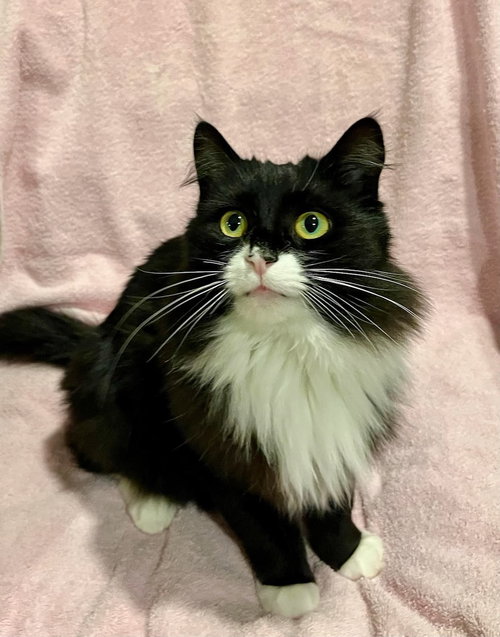 picture of the cat needing adoption