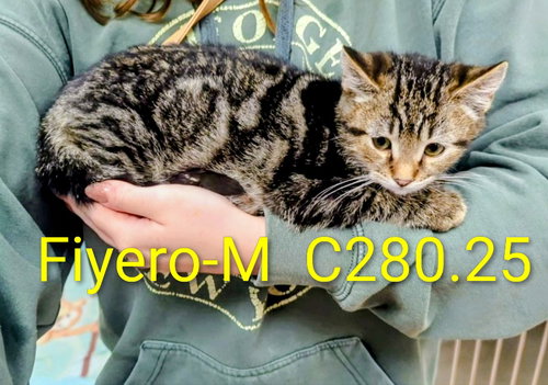 picture of the cat needing adoption