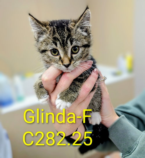 picture of the cat needing adoption
