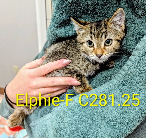 picture of the cat needing adoption