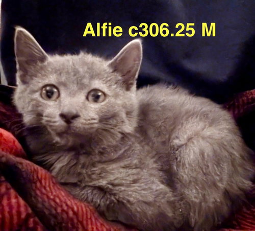 picture of the cat needing adoption