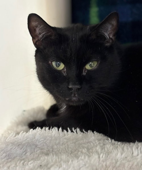 picture of the cat needing adoption