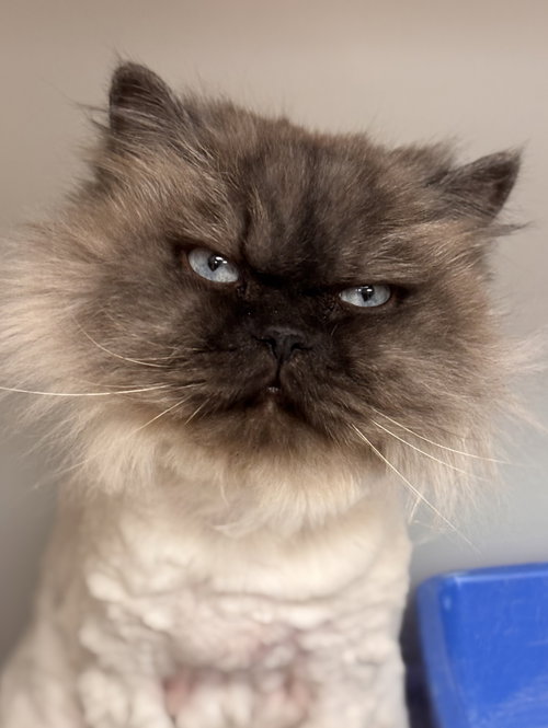 picture of the cat needing adoption