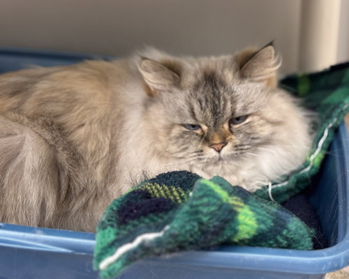 picture of the cat needing adoption