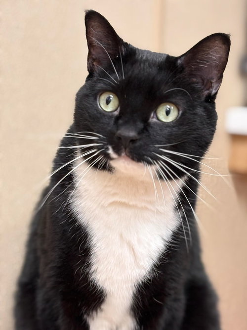 Andy, an adoptable Domestic Short Hair in Batavia, NY