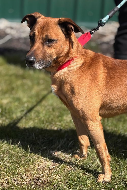 Chubbs, an adoptable Pug in Batavia, NY